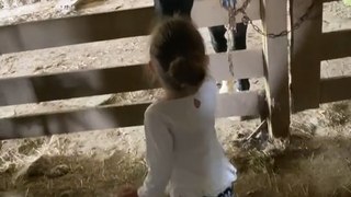 Girl Feeds Pet Horse With Treats