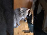 Cat Makes Mess by Drinking Water