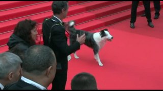 Messi, il cane star conquista il tappeto rosso di Cannes
