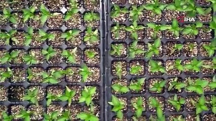 Liselilerin serada yetiştirdiği sebzeler sofrada