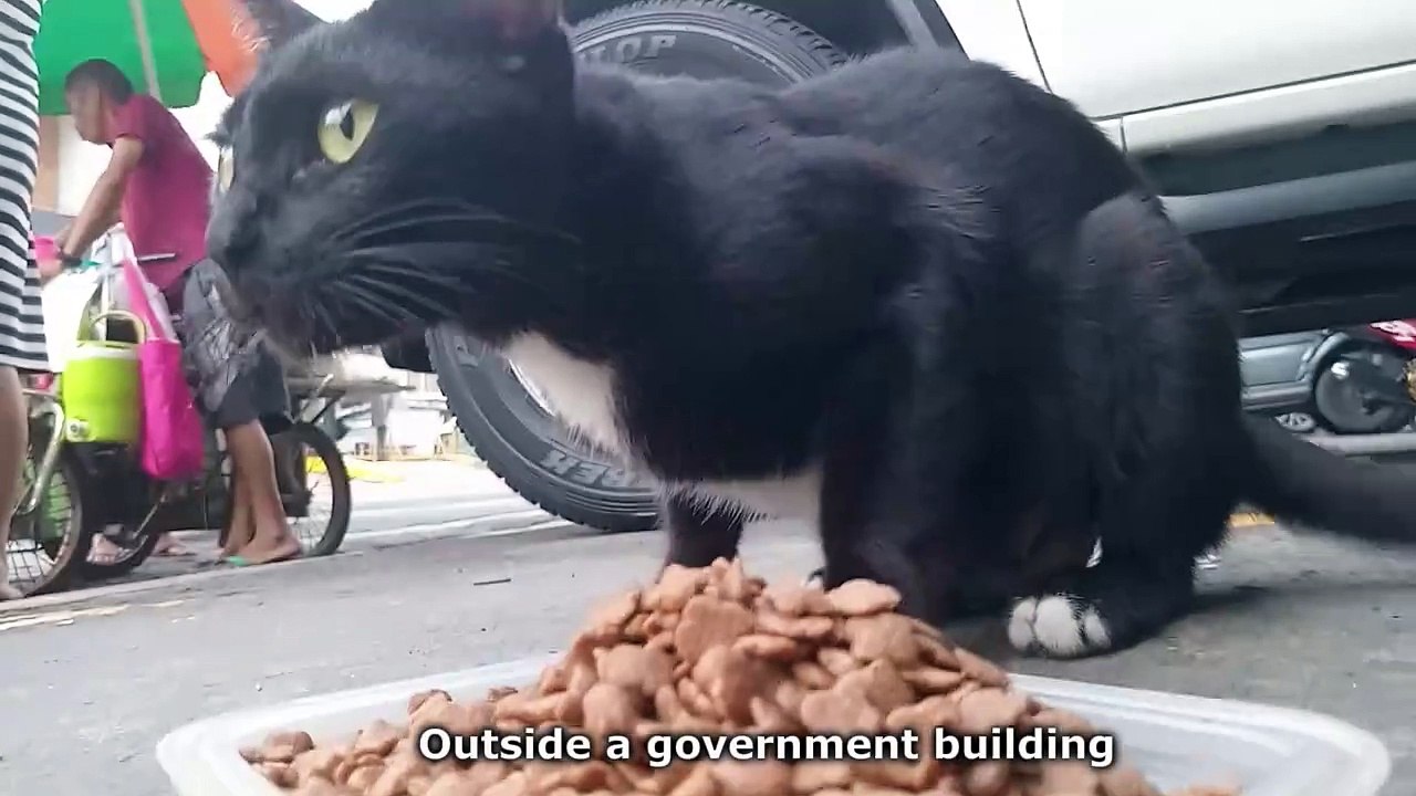 Hungry mom Cat have Kittens in the 4th floor.... Cat videos  feeding stray cat meow purr