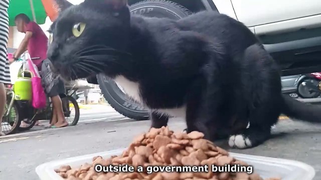 Hungry mom Cat have Kittens in the 4th floor.... Cat videos feeding stray cat meow purr