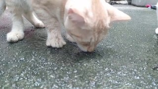Kitten Made Friends with a travelling noodle ?? cats cat videos  Meow purr