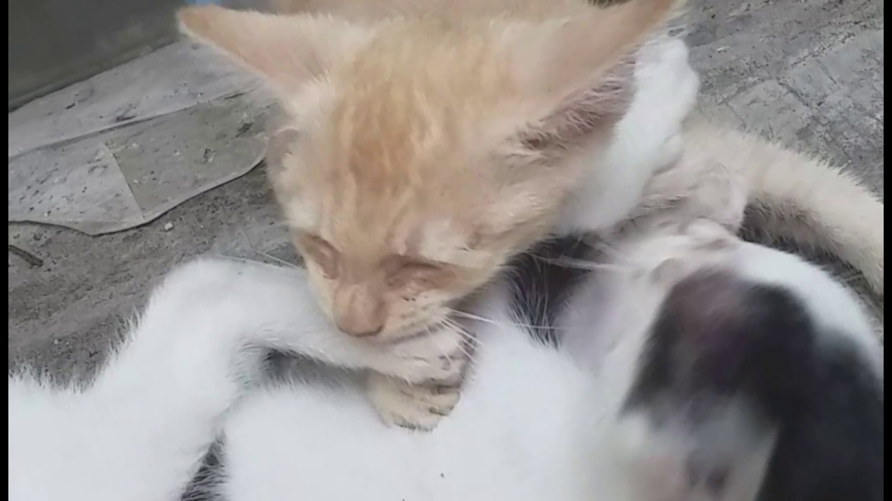 Vicious Aikido Cat Cat Fight                  C...