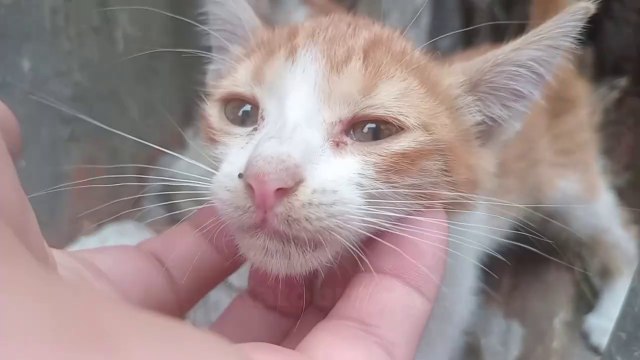SAD Kitten TOUCHED me MORE than I could Handle:  cats  cat videos  meow purr