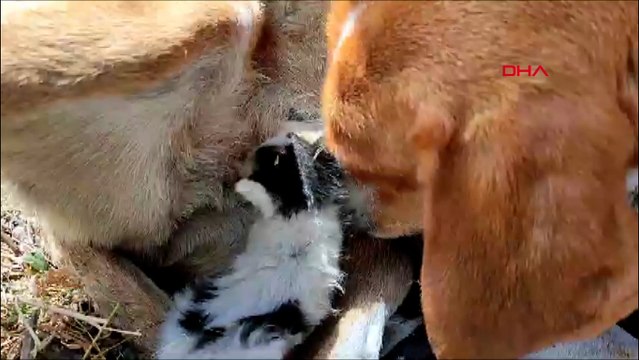 'Prenses' adlı köpek, terk edilen yavru kediyi emziriyor