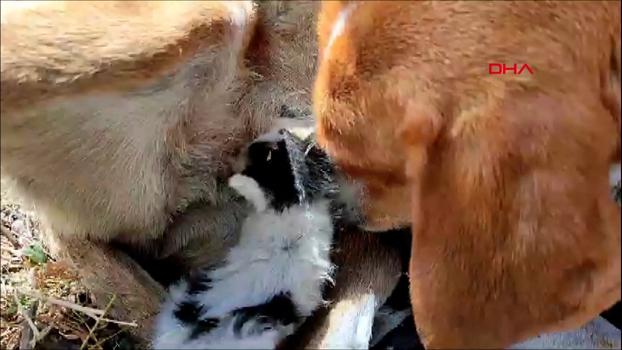 'Prenses' adlı köpek, terk edilen yavru kediyi...