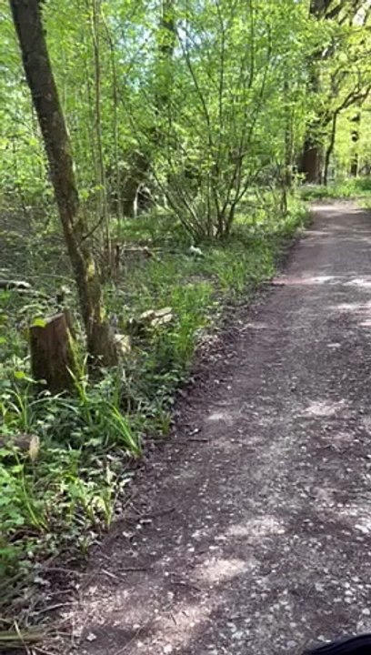 Rare white squirrels spotted in Horsham