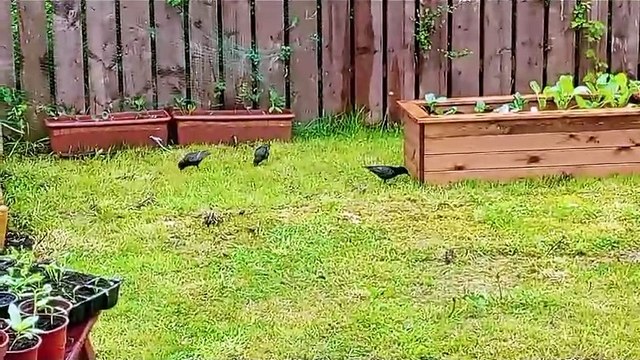 Starlings on slug patrol in an Irish garden