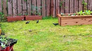 Starlings on slug patrol