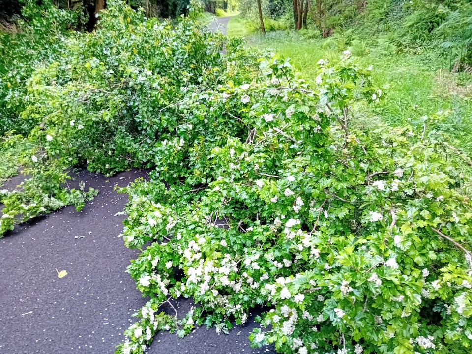 Fallen hawthorn forces Derry walkers and cyclists to get their boots and tyres muddy out the ‘Line’