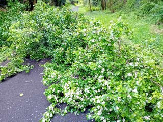 Fallen hawthorn forces Derry walkers and cyclists to get their boots and tyres muddy out the ‘Line’