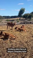 A Day in the Life of a Dairy Herd Manager 🐄 | Insights from BJ Watson