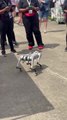 Playful Robotic Dog on Display at Motorsports Event