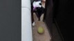 Dog Plays with Ball by Herself