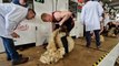 Young Farmers Adanced Shearing Final