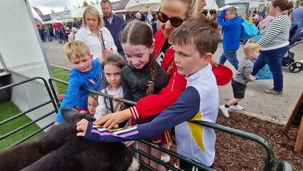 Kinedale therapy donkeys at Balmoral