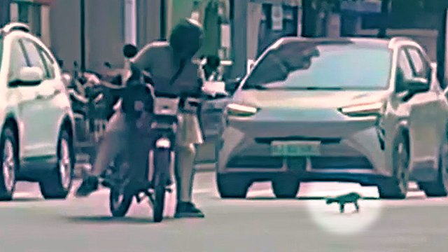 Motorcyclist stops in busy traffic - to rescue frightened cat