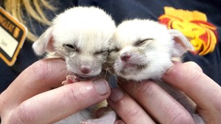 So Cute! Watch as Tiny Baby Fennec Foxes Are Bottle Fed at Safari Park in England