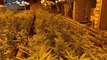 La plantación de marihuana que han encontrado en un domicilio de Ponferrada