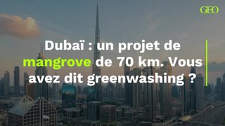 À Dubaï, un projet de mangrove de 70 kilomètres de long pour lutter contre le changement climatique. Vous avez dit greenwashing ?