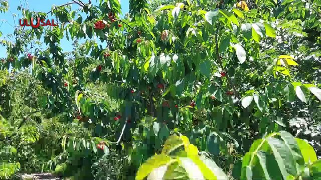 Denizli'de napolyon cinsi kirazda hasat yaklaşıyor: 120-130 liradan alıcısı bulsun istiyoruz