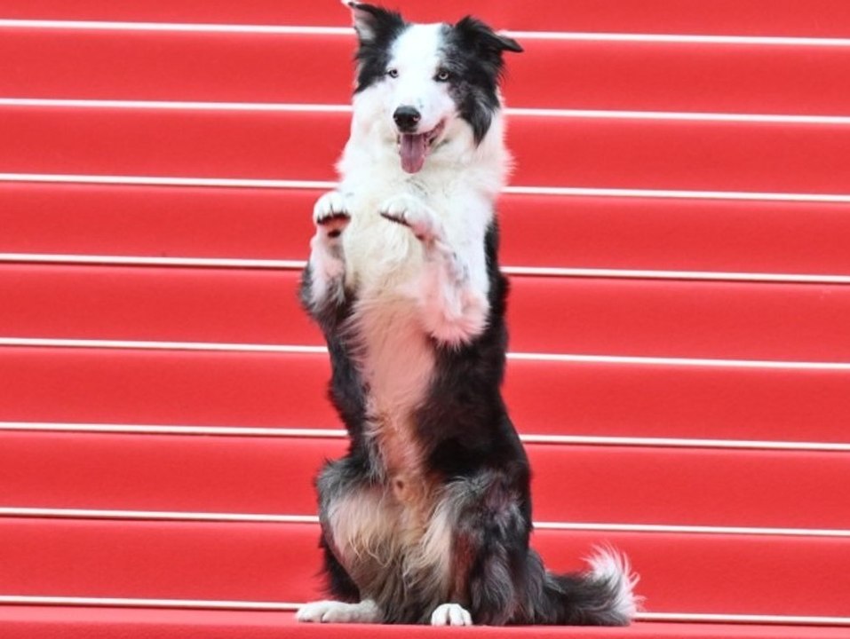 Cannes-Star Messi: Filmhund erobert den roten Teppich