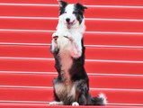 Cannes-Star Messi: Filmhund erobert den roten Teppich