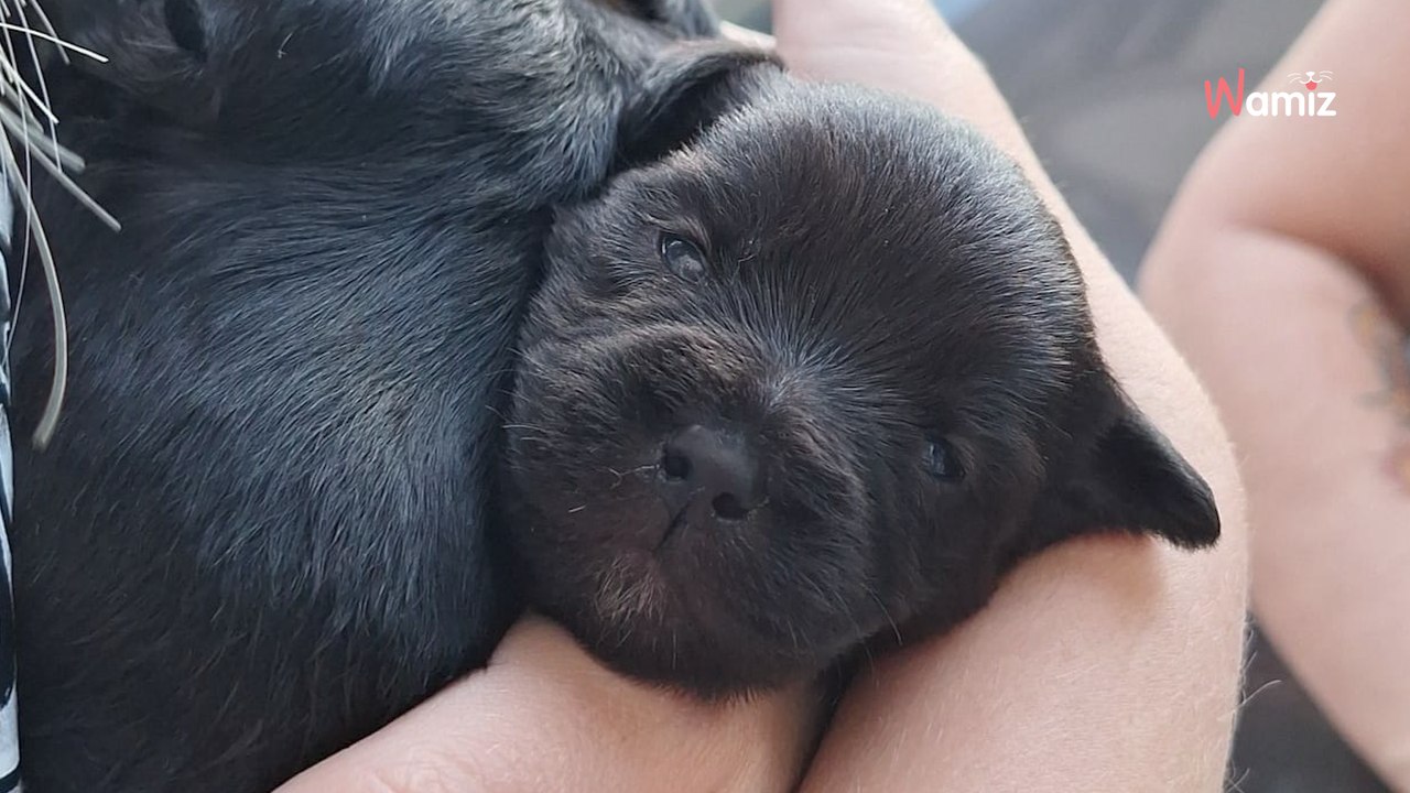 Nice : un passant découvre un carton rempli de chiots devant les poubelles d'un supermarché Carrefour