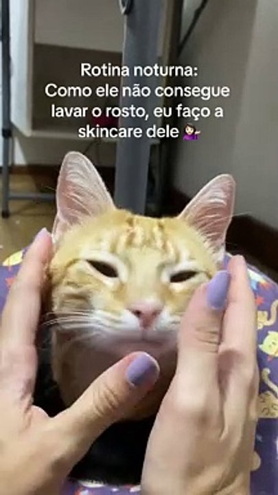 Conheça Rosquinha, gato que só dorme depois da rotina de skincare