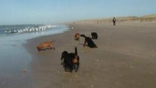 Dogs at the beach