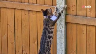Ses chats sautent par-dessus sa clôture : il décide d’un stratagème pour les empêcher de s’échapper