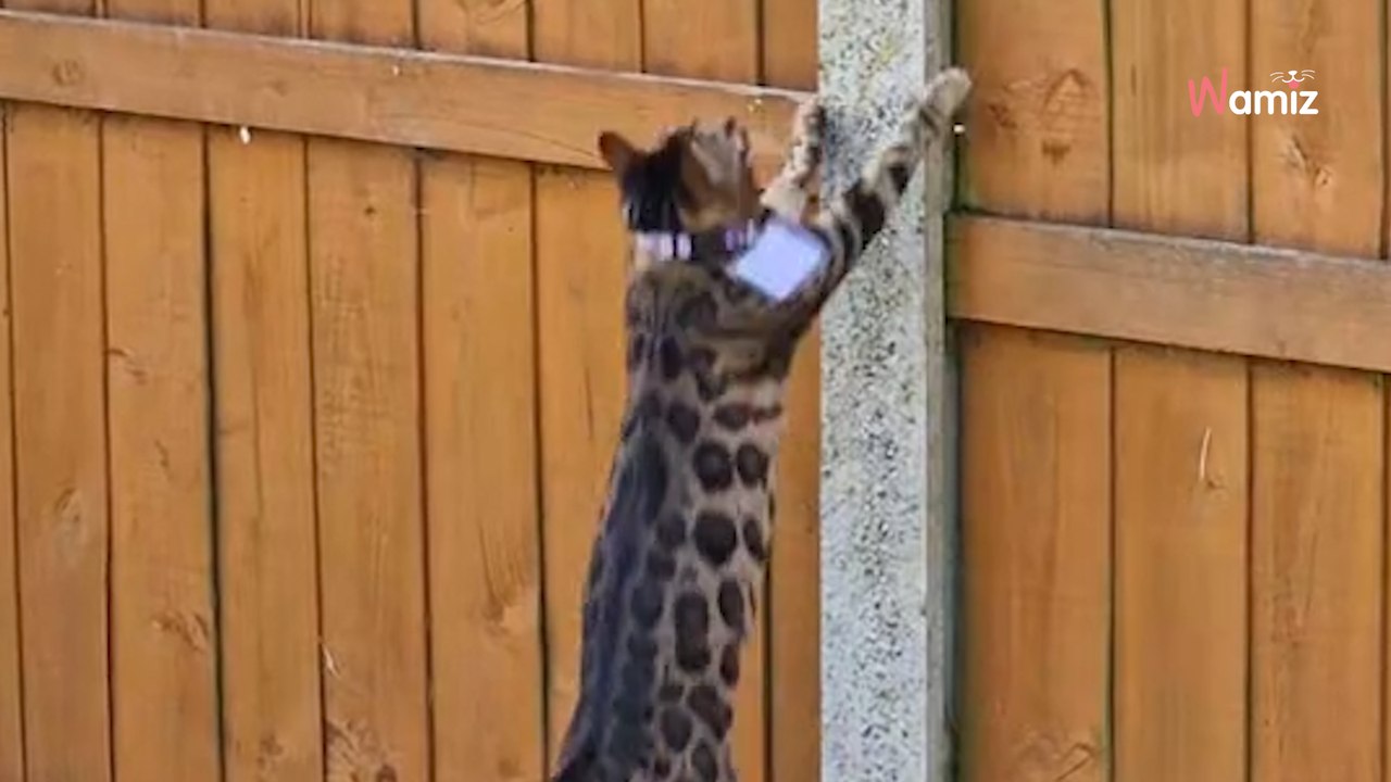 Ses chats sautent par-dessus sa clôture : il décide d’un stratagème pour les empêcher de s’échapper