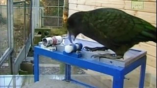 BBC Wildlife_Kea the Smartest Parrot