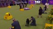 WATCH: Westminster Kennel Club, where canine history is made