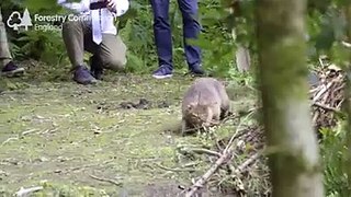 A beaver being released at Greathough Brook