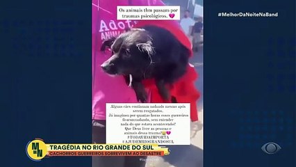 Download Video: Cães sobreviventes de desastre no RS comovem a web após resgate