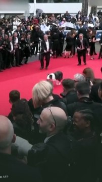 Messi, la sensación canina de 'Anatomía de una caída', causa sensación en el Festival de Cannes