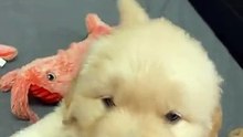 Aww so cute adorable pup 
