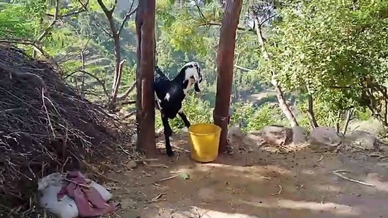 my_today_beautiful_village_cow_Angry_cow_vlog
