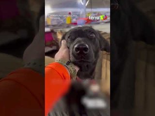 Vídeo mostra cães que permanecem no telhado de casinhas mesmo após resgate no RS