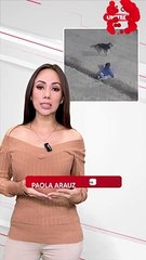 Esto es lo que se sabe del bebé que fue encontrado gateando en la calle junto a su perrito en la madrugada