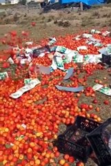 Piyasada 50 TL’ye satılan şeftaliler böyle çöpe atıldı! İktidarı zora sokmak için bakın neler yapılıyor?