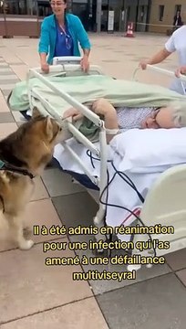 Bouleversant : hospitalisé, il peut revoir ses chiens