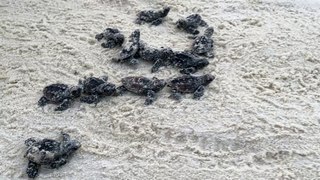 Cerca de 80 filhotes de tartarugas são soltas no mar na praia do Porto das Dunas, em Aquiraz