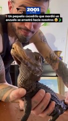 ¿Te imaginas convivir con un cocodrilo? 