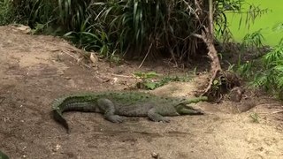 Cierran zoológicos en Costa Rica