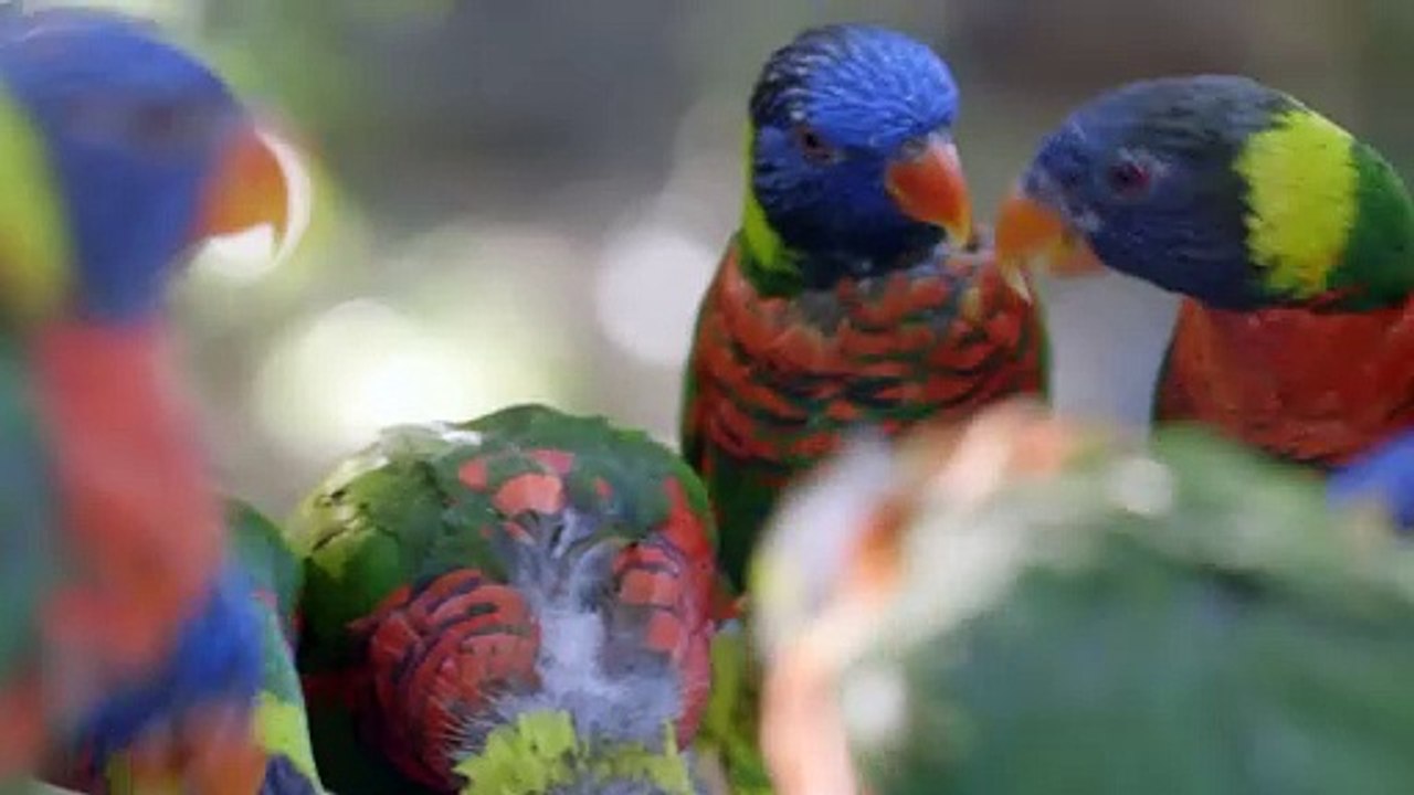 You Have To See This Amazing Video of Lorikeets...