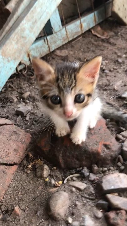 Gatito bebé
