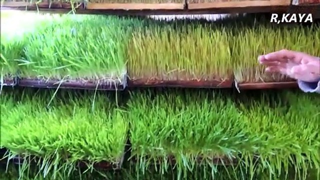 Kurduğu sistemle topraksız yem üretiyor